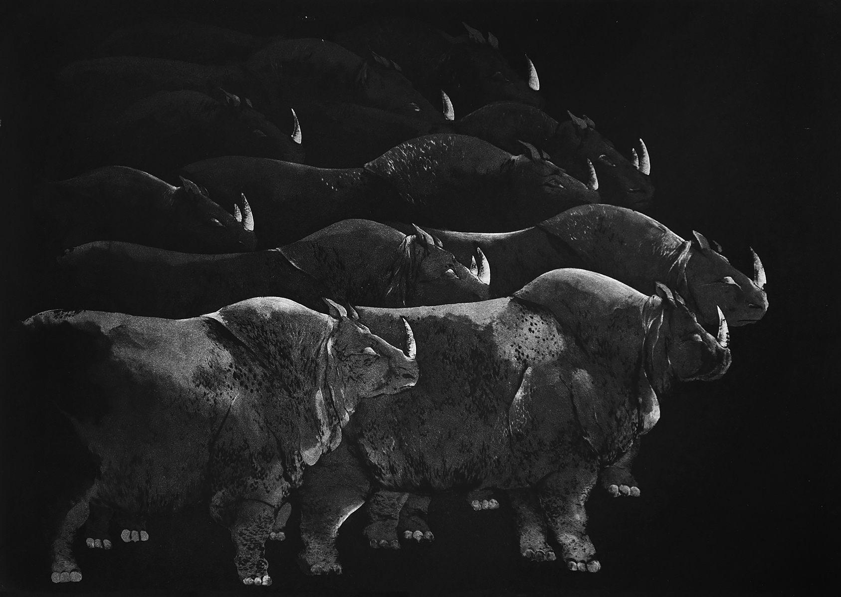 Bison