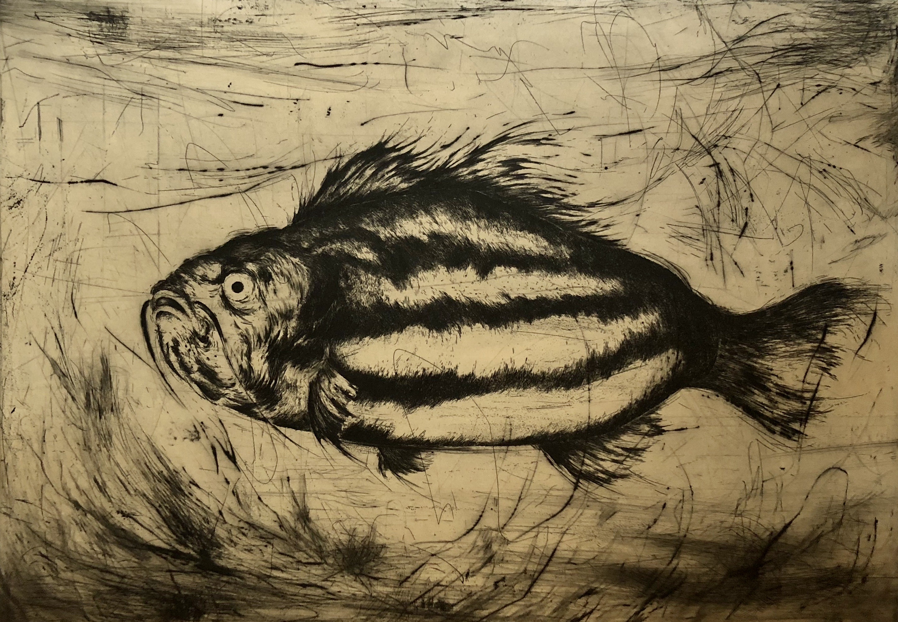 poisson