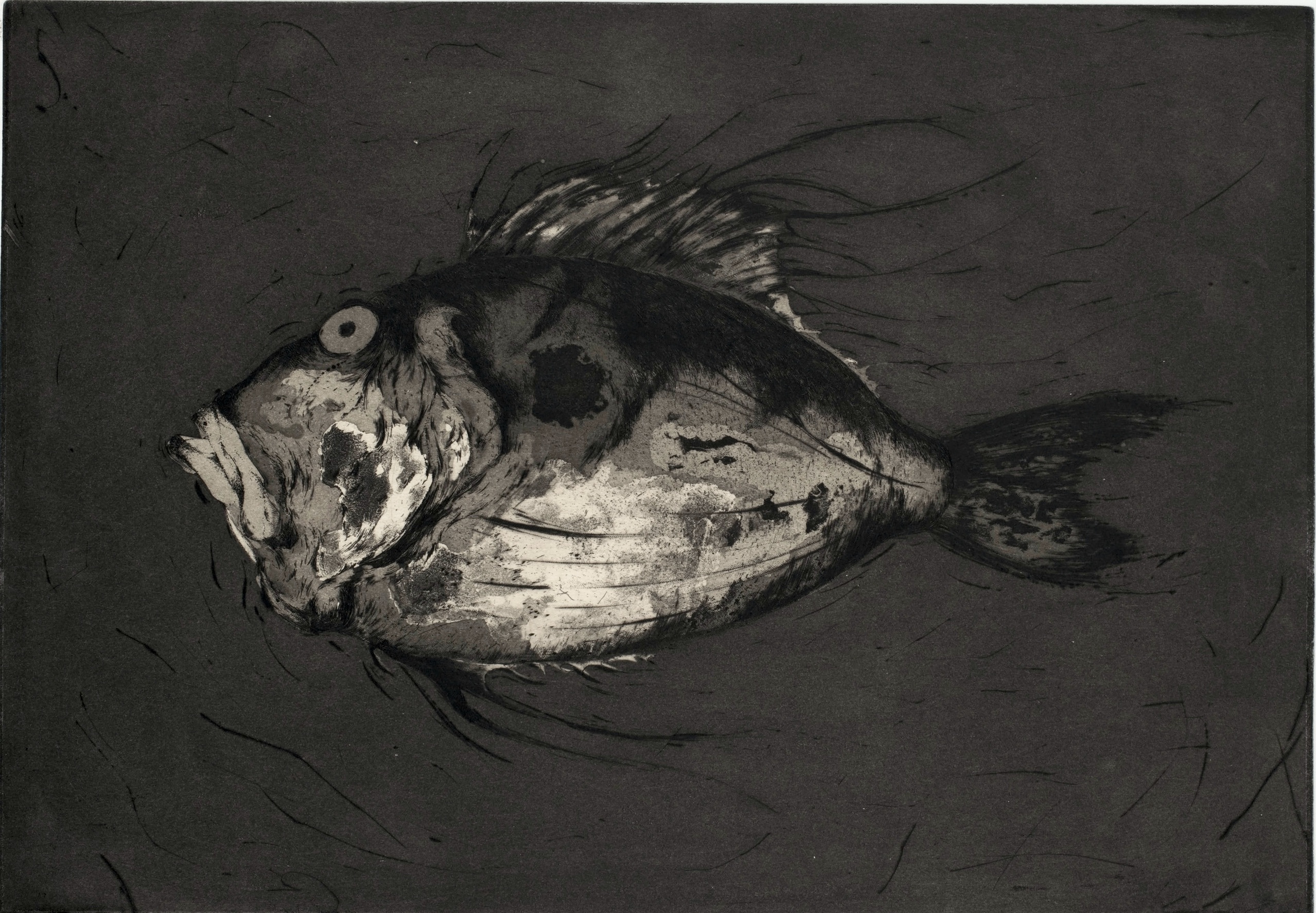 Poisson #4