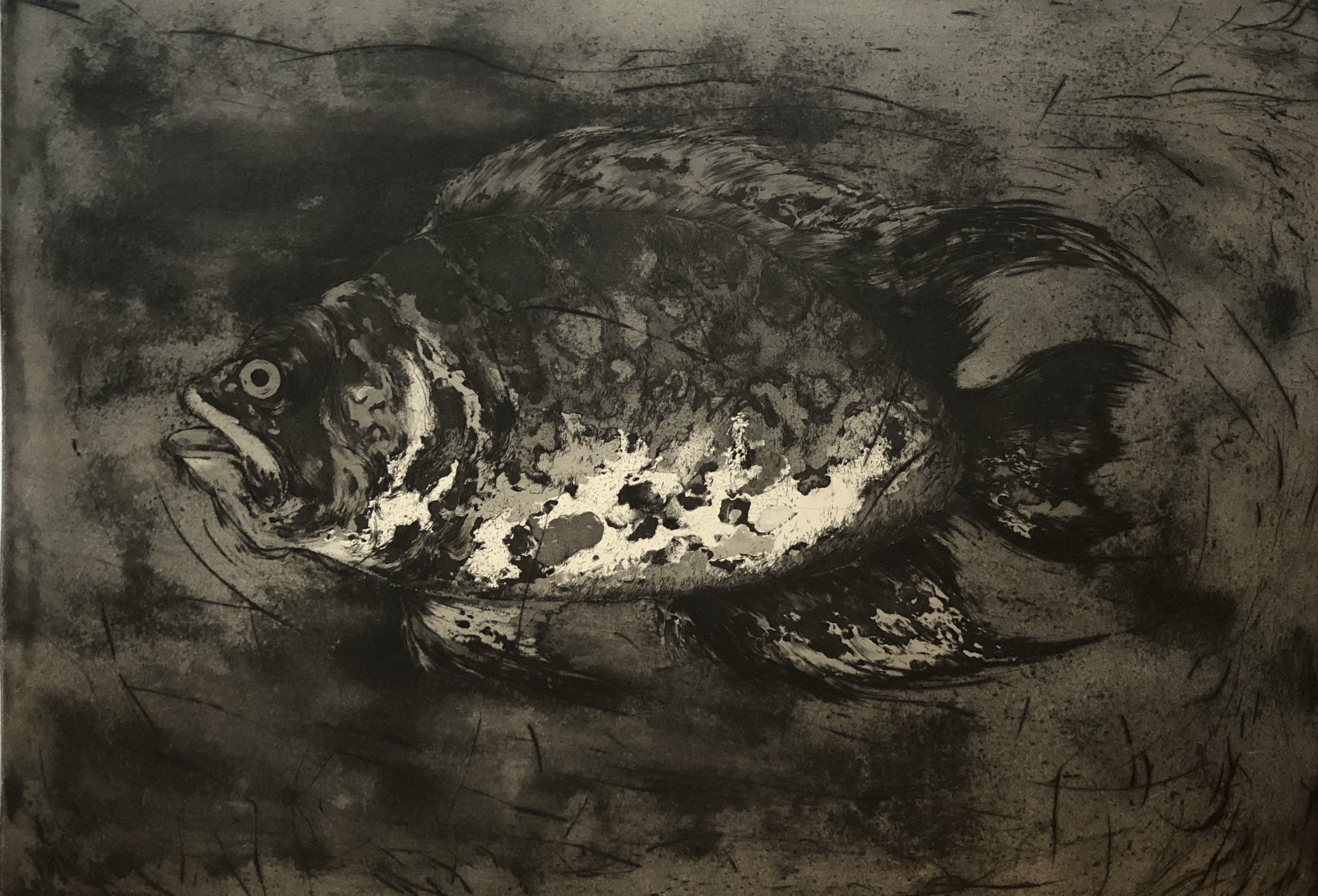 Poisson #5