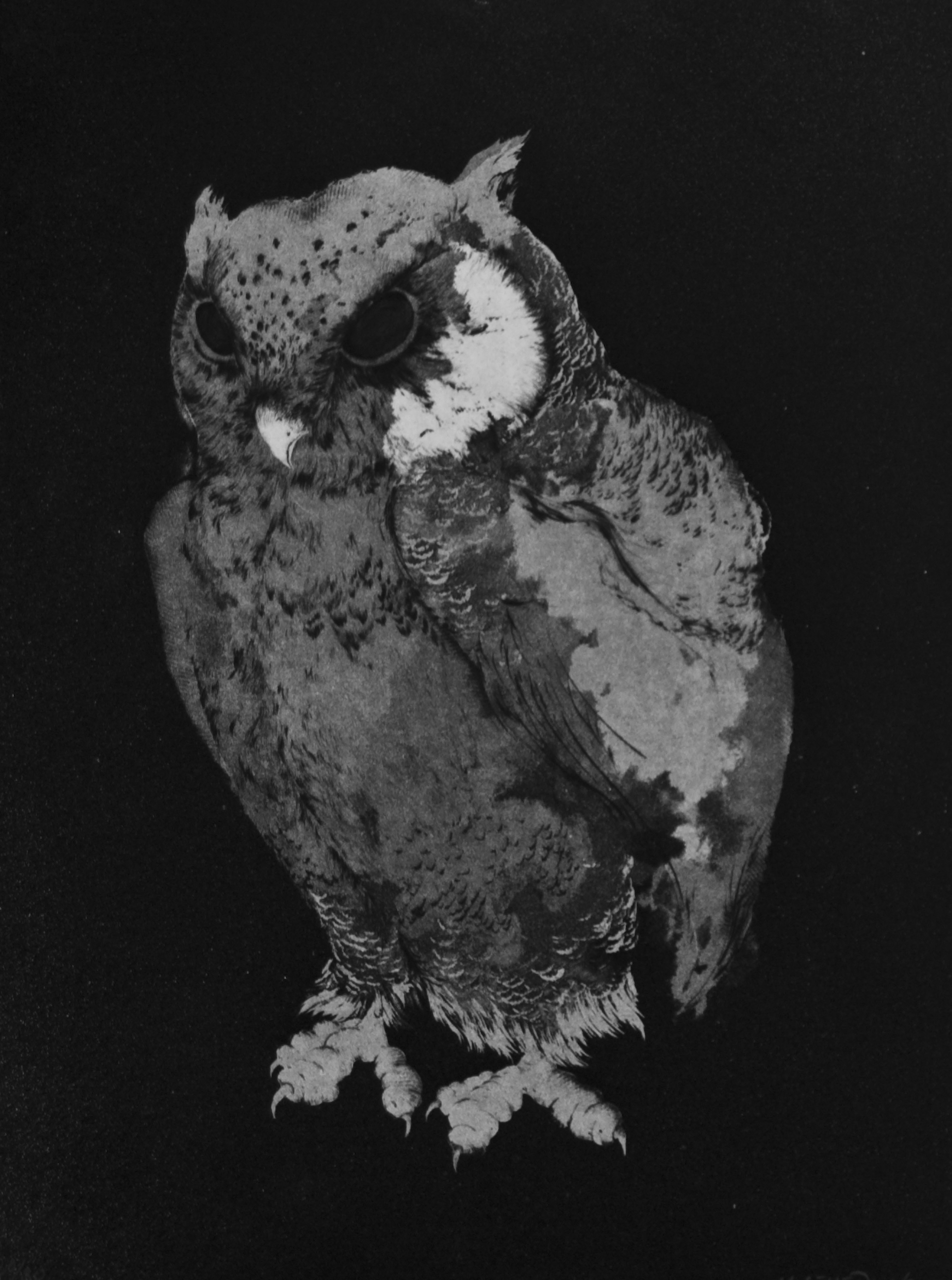 Hibou #2