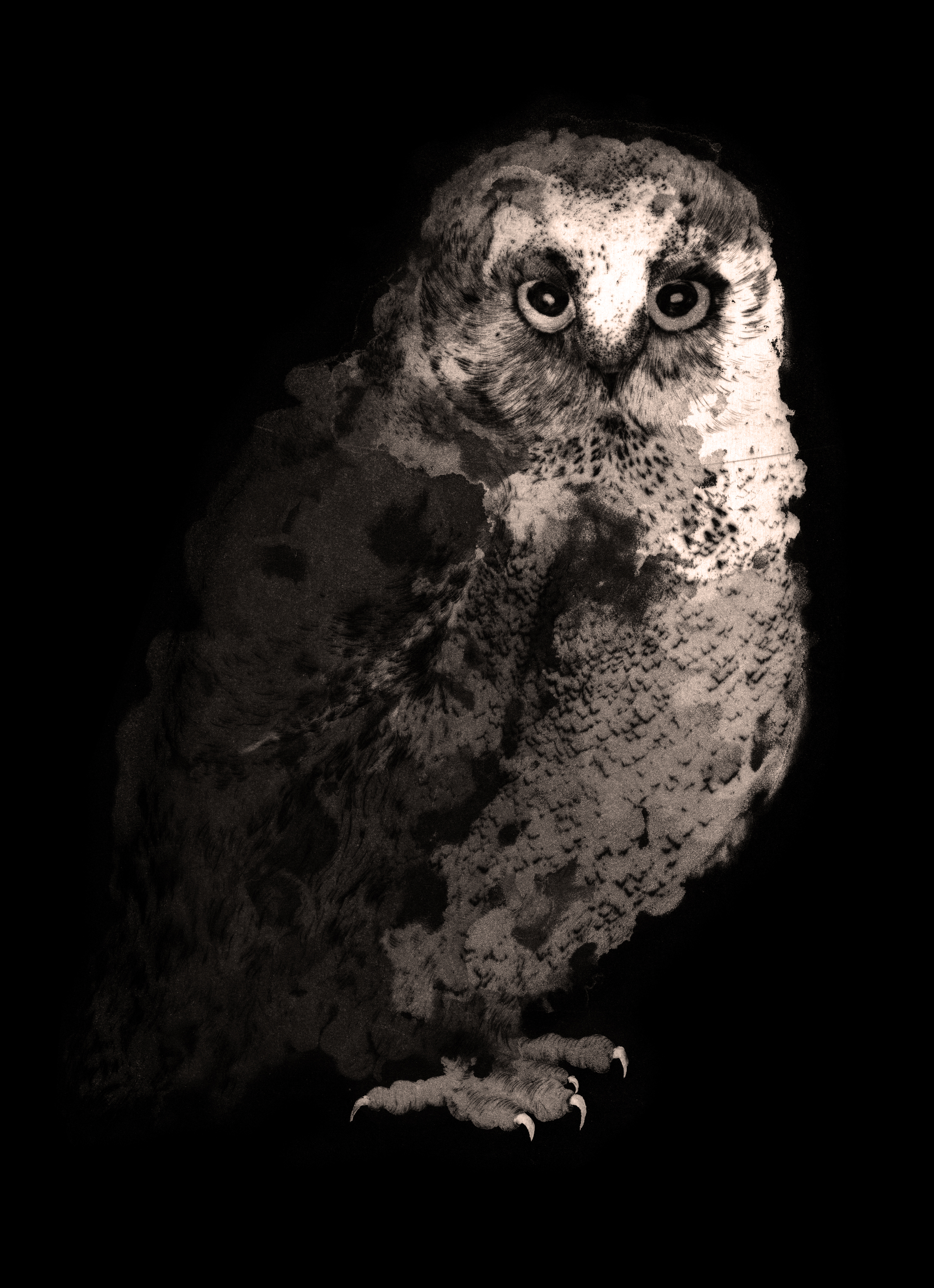 Chouette #3