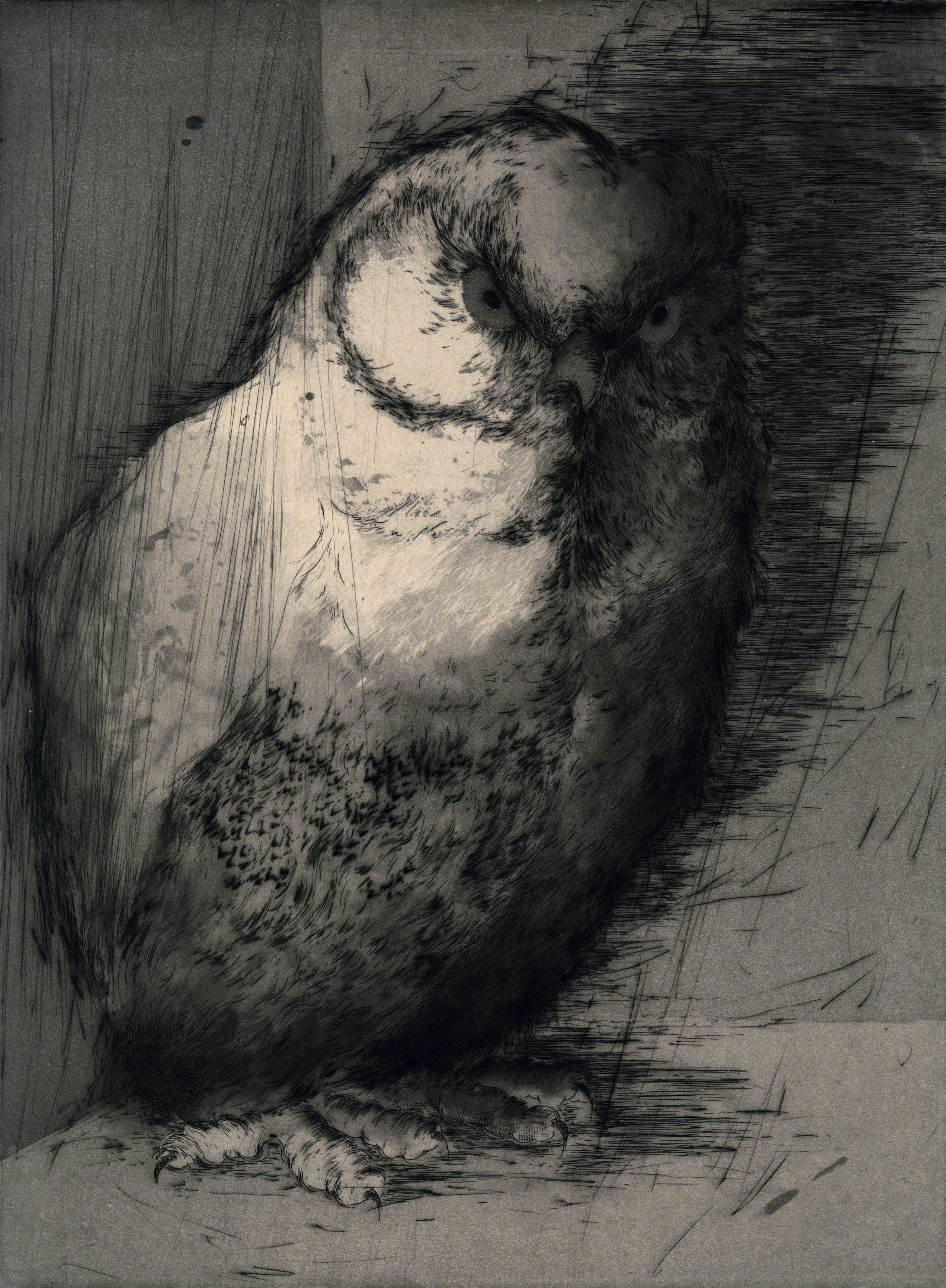 Chouette #5