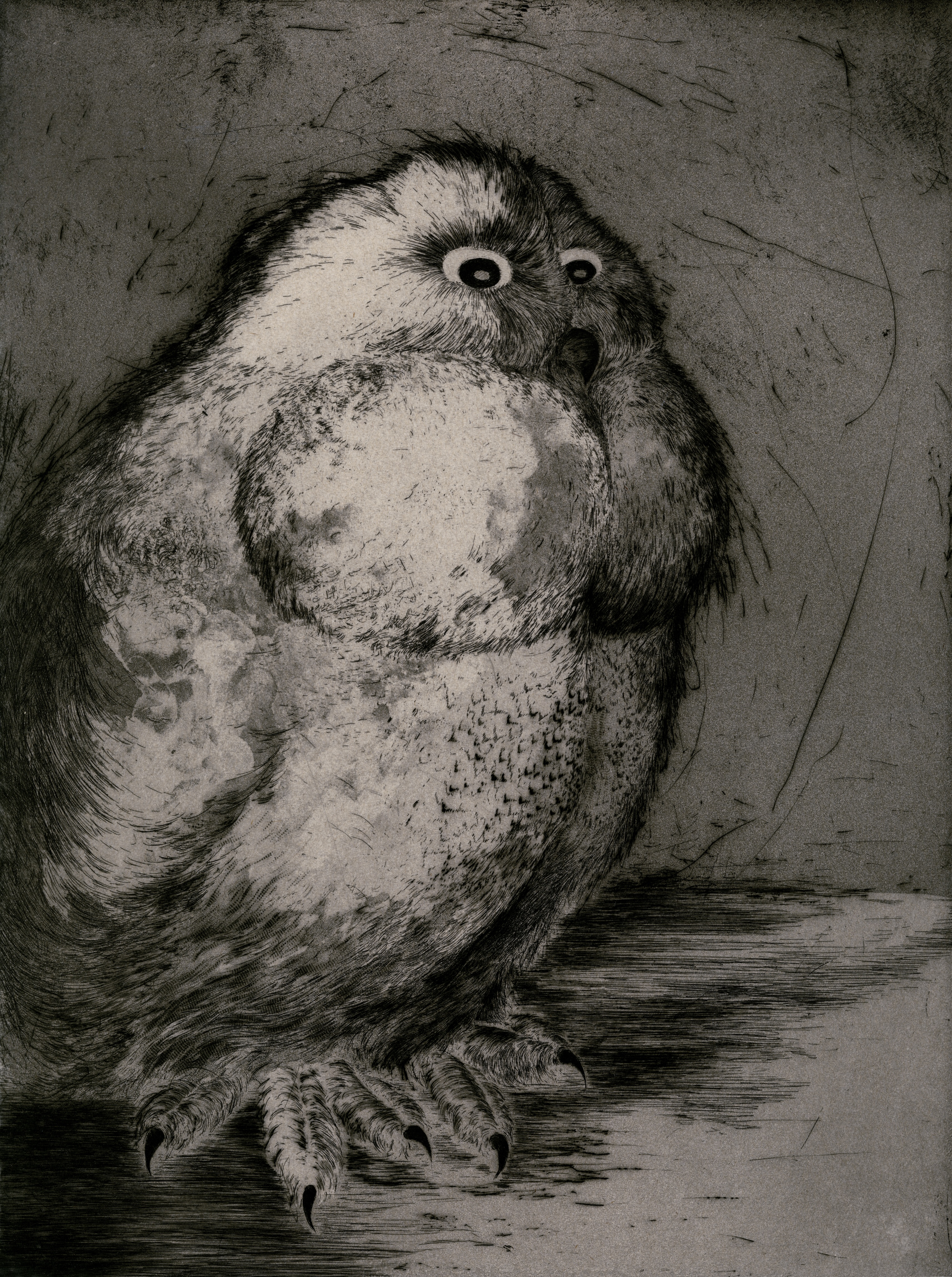 Chouette #6