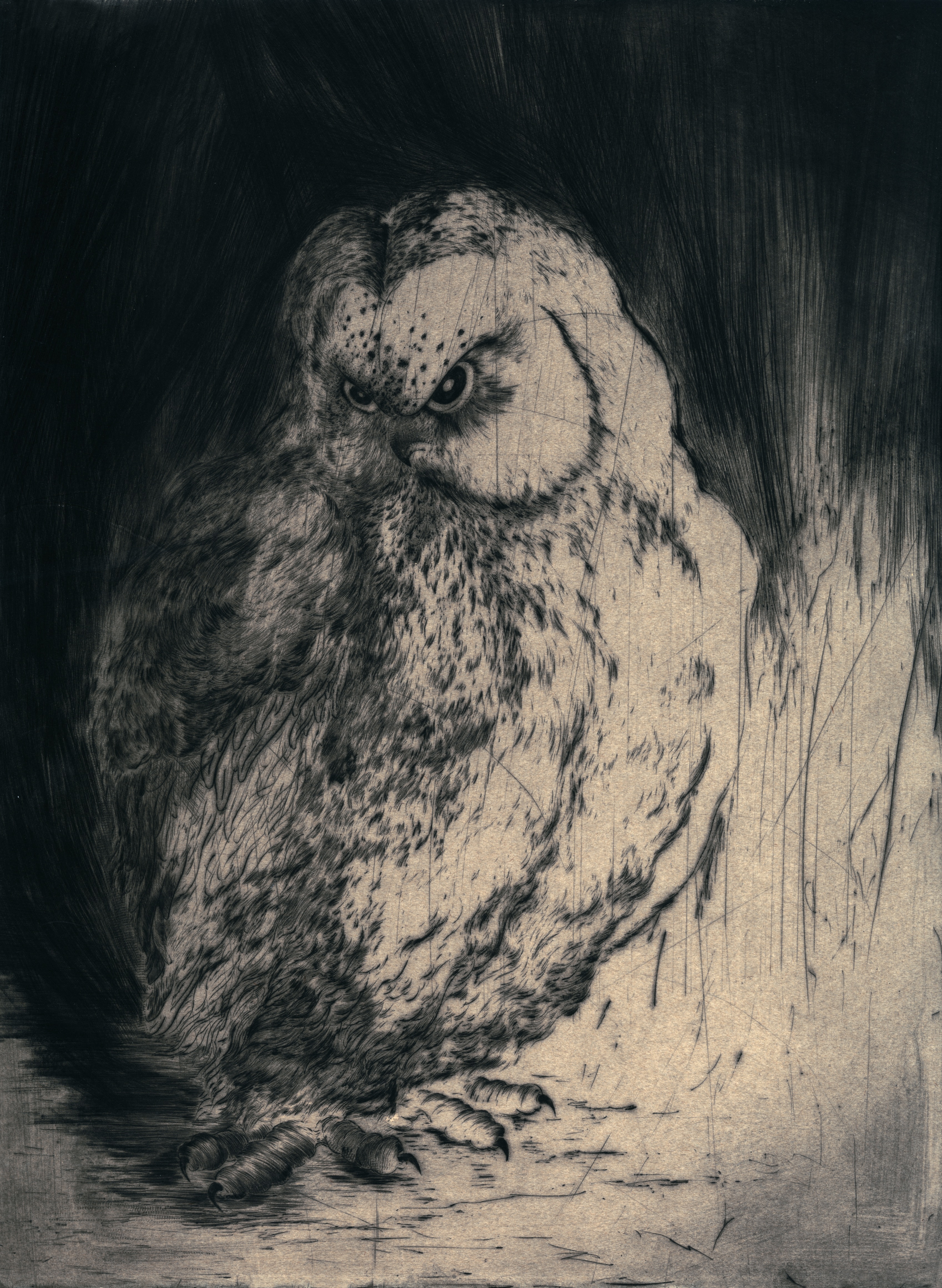 Chouette #7