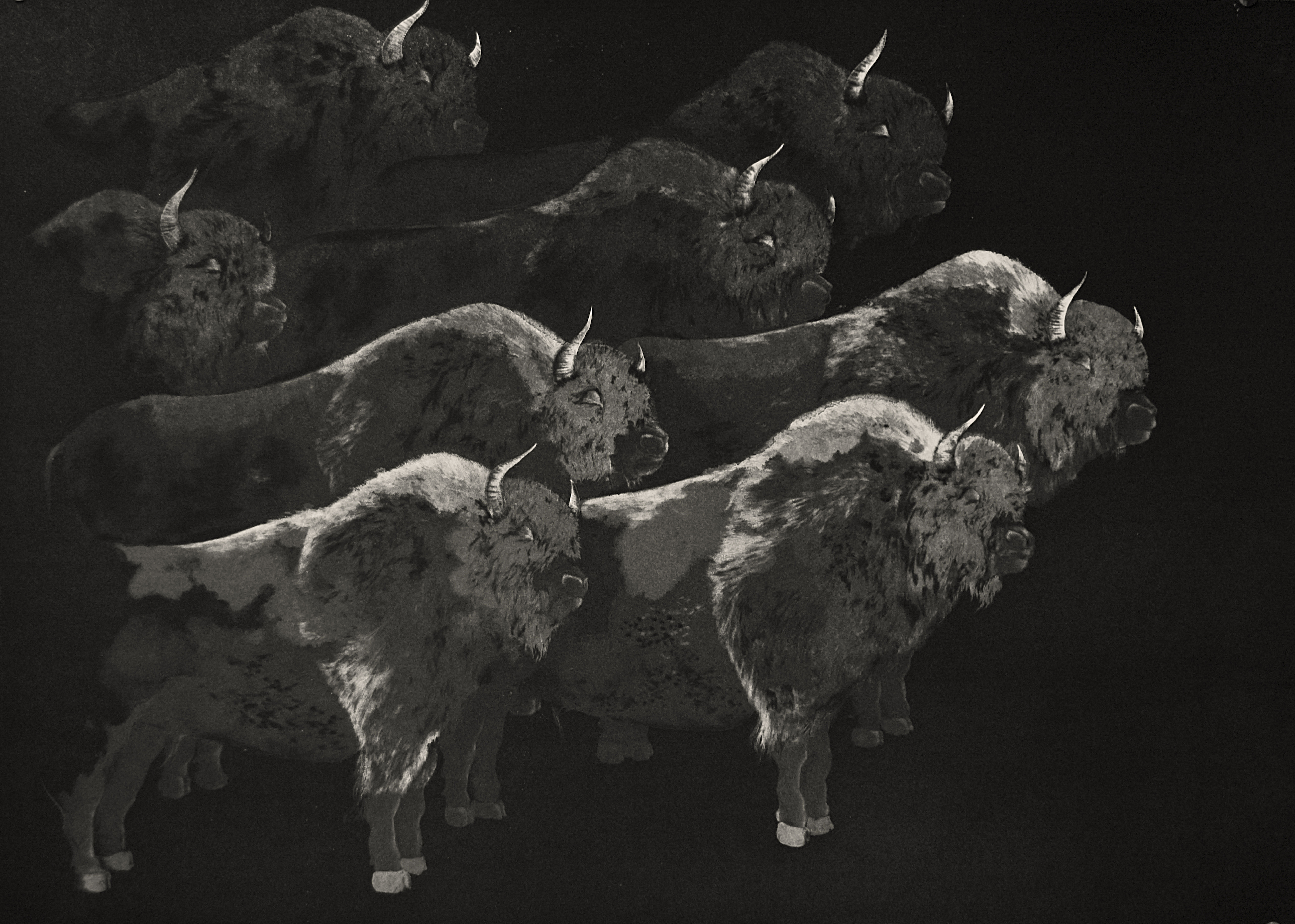 Herd of Bisons