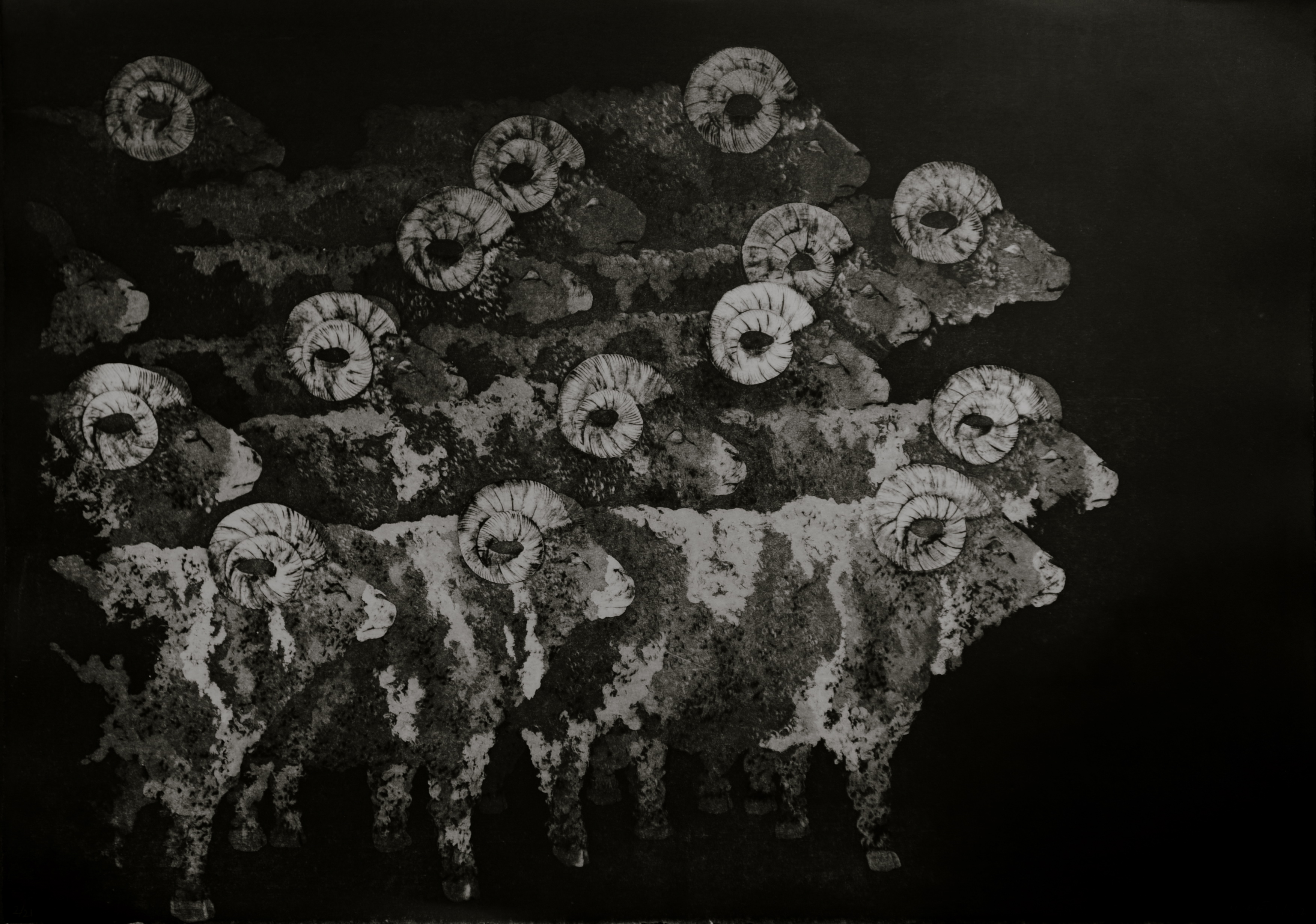 Flock of Rams