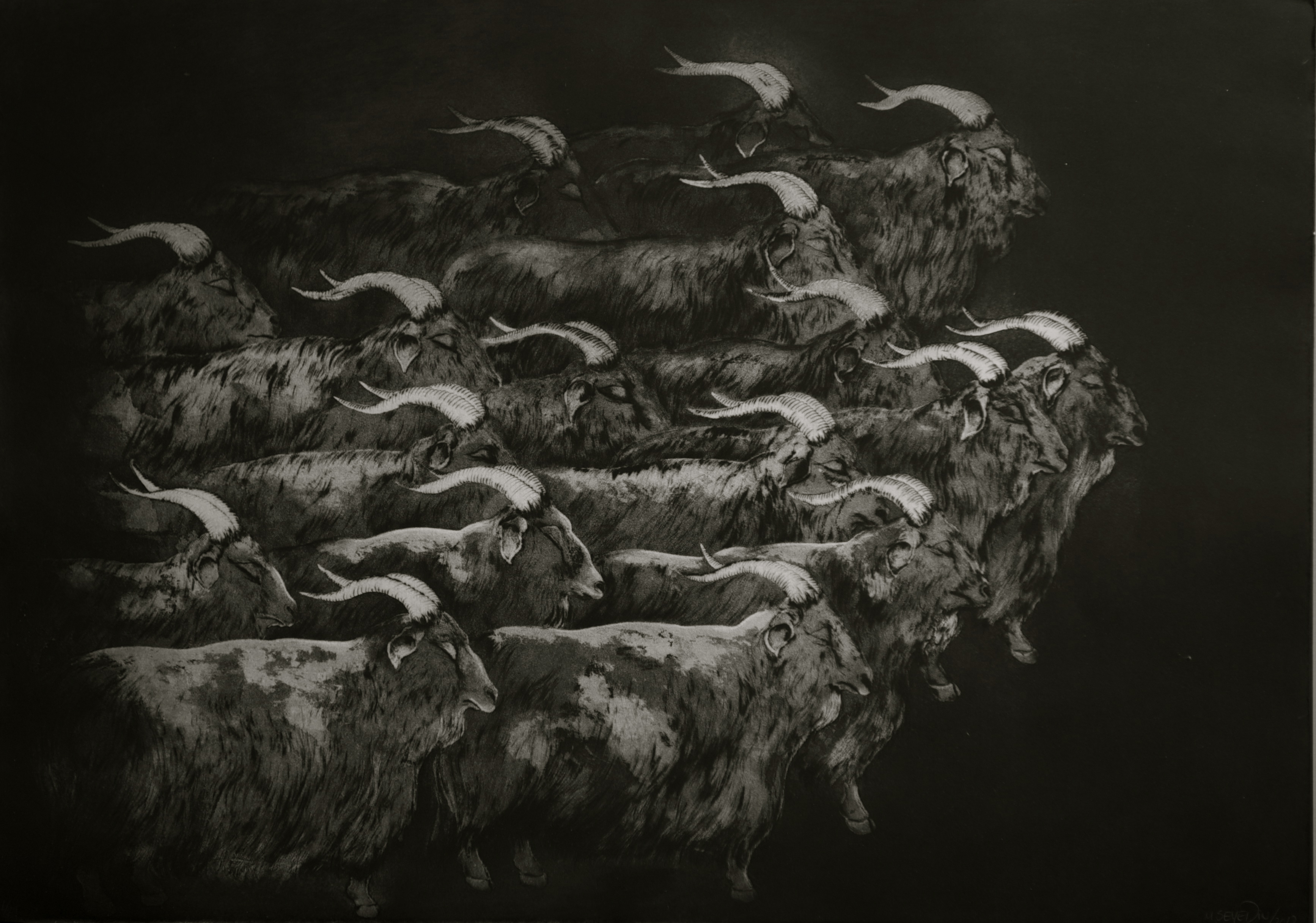 Herd of Goats