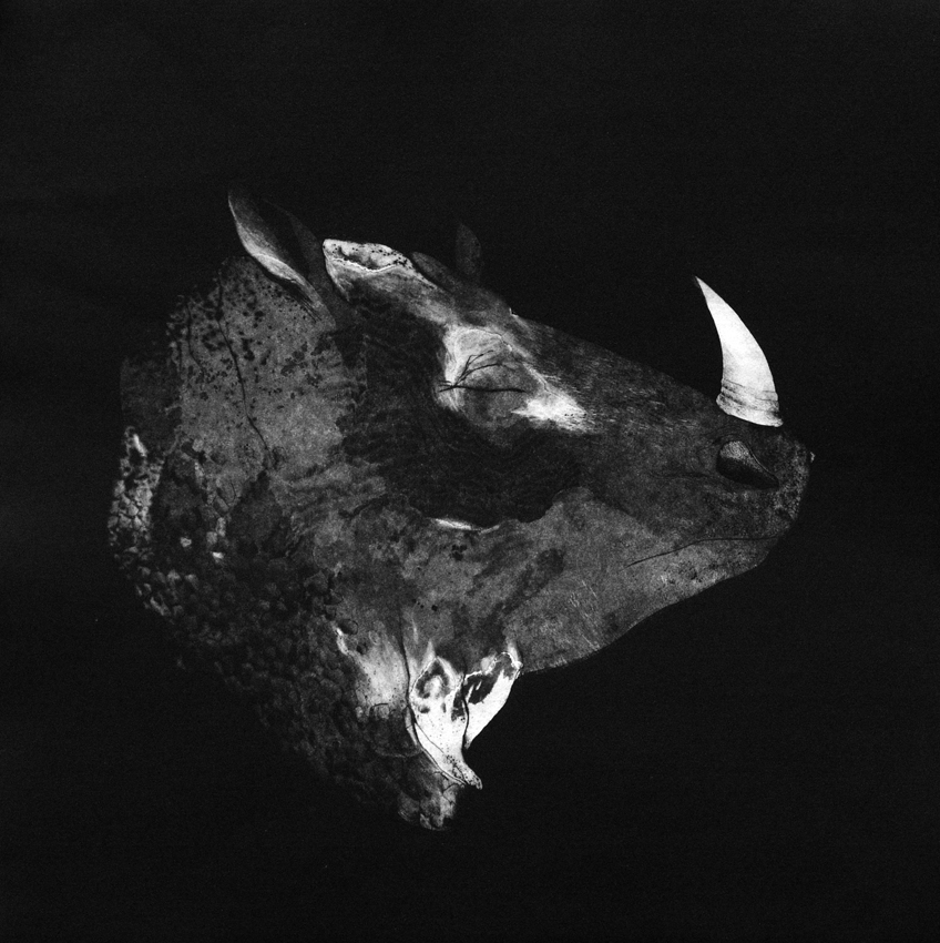 Rhinoceros