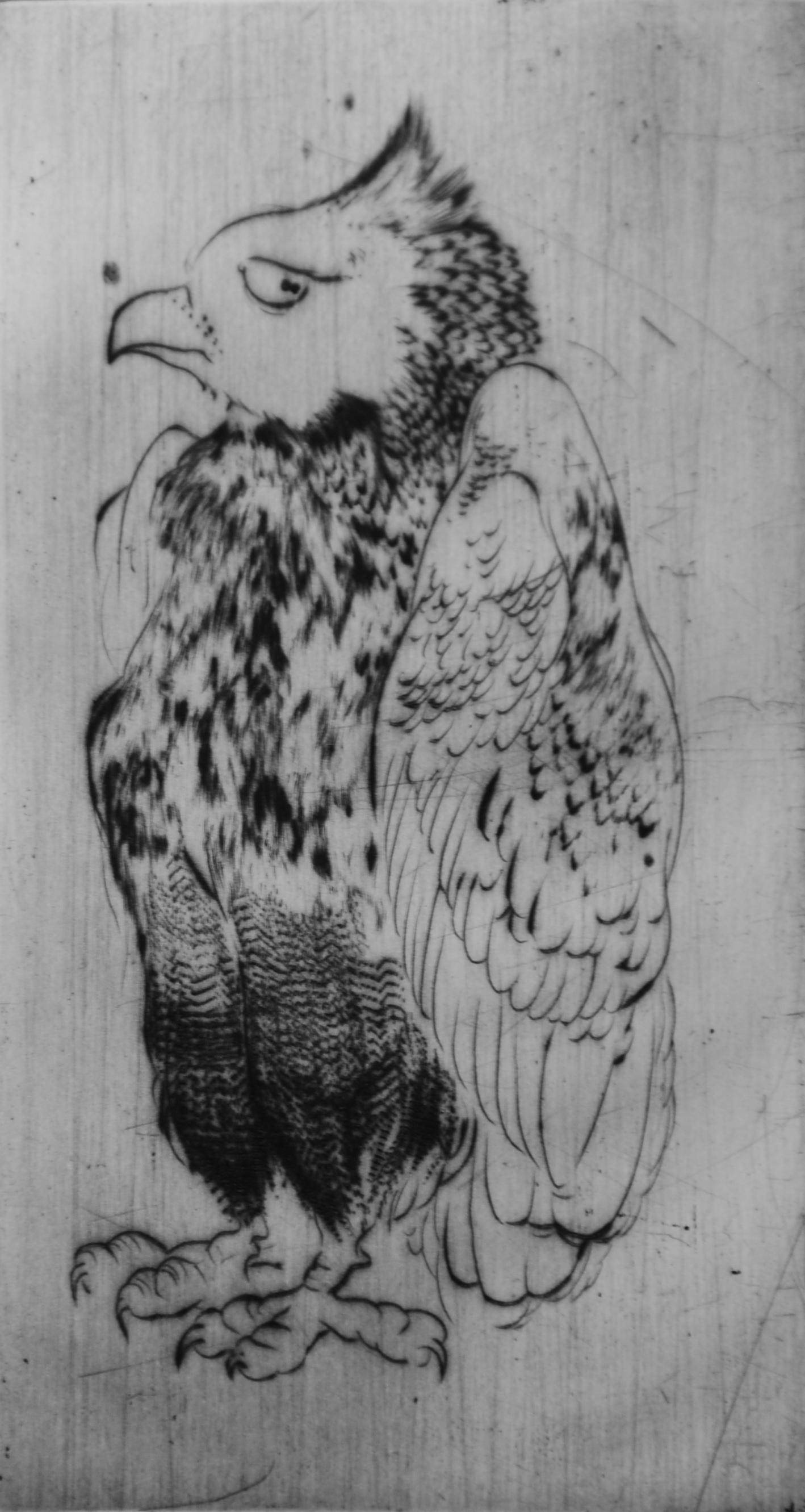 Bird #4