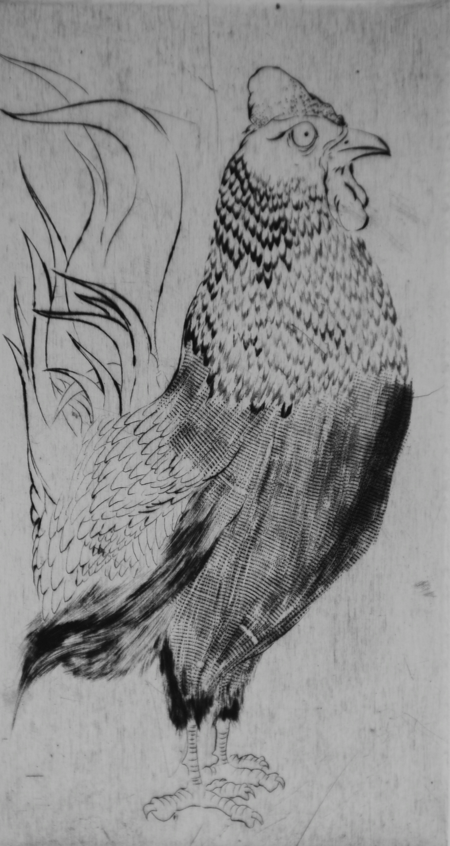 Bird #7