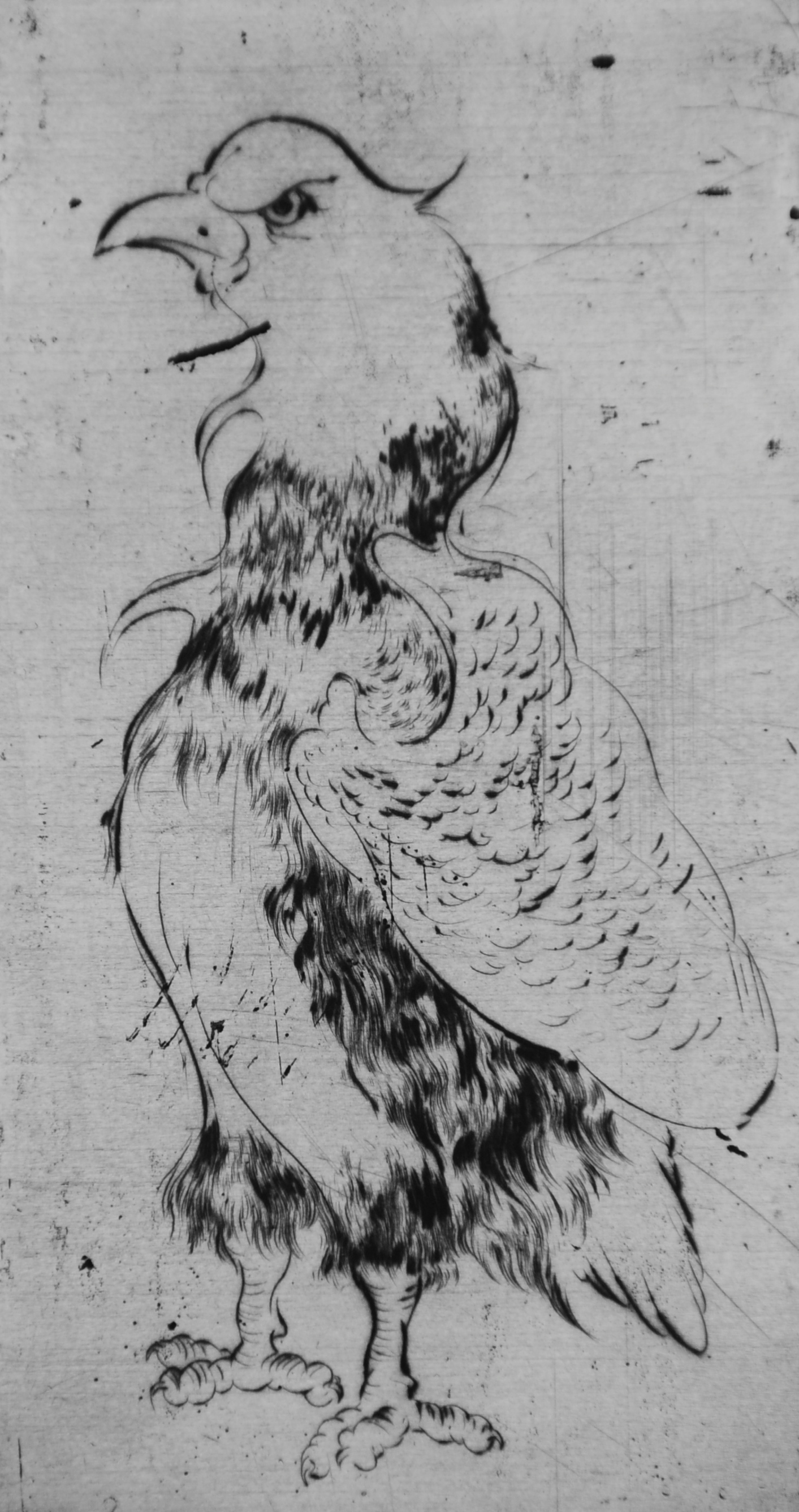Bird #9