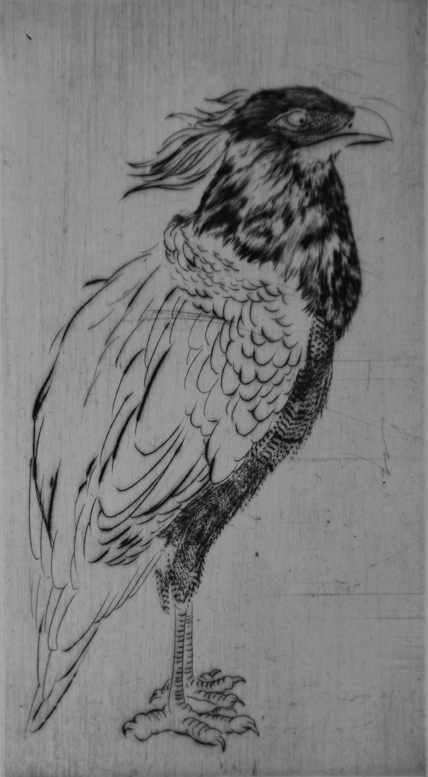 Bird #10